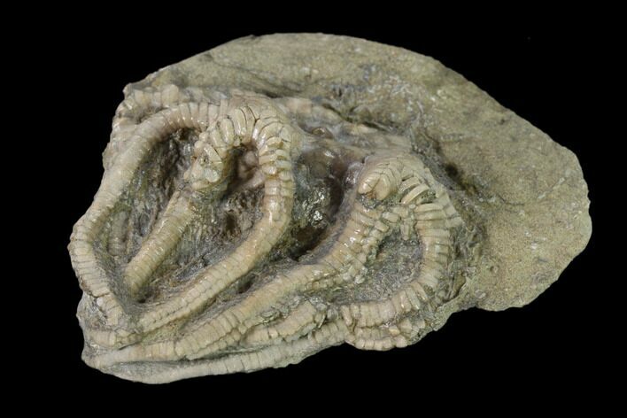 Fossil Crinoid (Agaricocrinus) - Crawfordsville, Indiana #135542